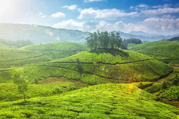 在印度喀拉拉邦的茶叶种植园 — 图库照片