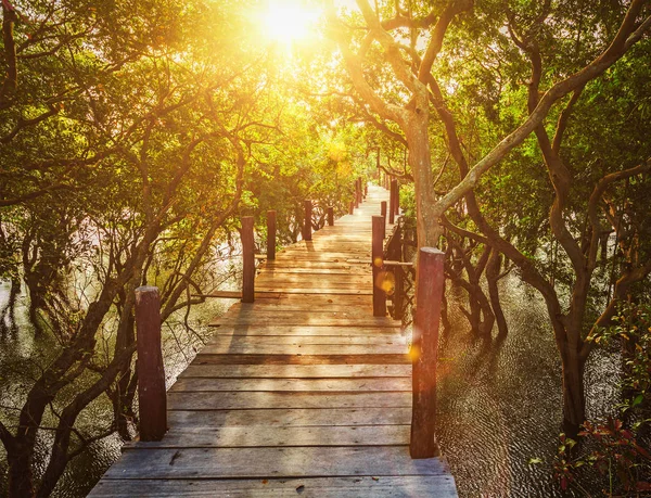 Träbro i översvämmade regnskog djungel av mangroveträd — Stockfoto