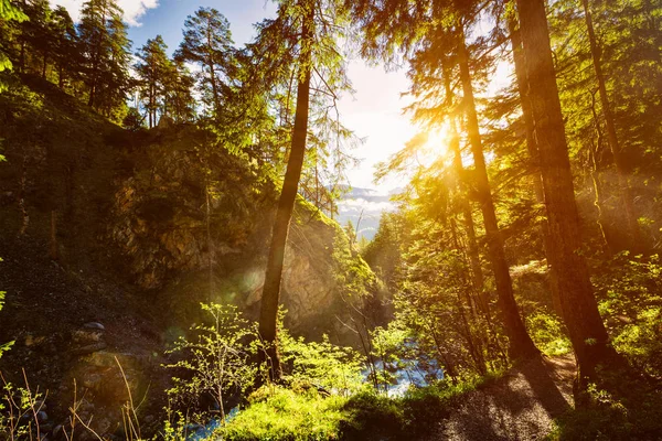 Grön skog med solstrålar — Stockfoto