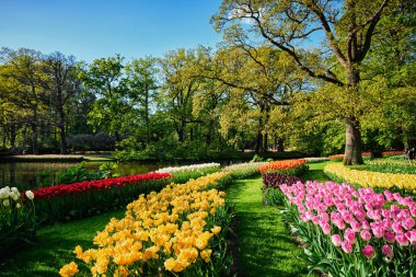Netherlan, Keukenhof çiçek bahçesinde çiçek açan laleler.