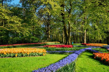 Netherlan, Keukenhof çiçek bahçesinde çiçek açan laleler.