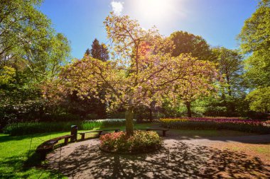 Keukenhof Çiçek Bahçesi, Hollanda çiçek açan ağaç