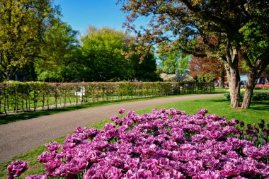 Çiçek açan laleler flowerbed Keukenhof Çiçek bahçesinde, Hollanda