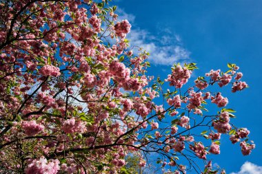 Çiçek açan laleler flowerbed Keukenhof Çiçek bahçesinde, Hollanda