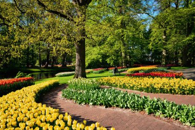 Netherlan, Keukenhof çiçek bahçesinde çiçek açan laleler.