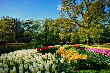 Netherlan, Keukenhof çiçek bahçesinde çiçek açan laleler.