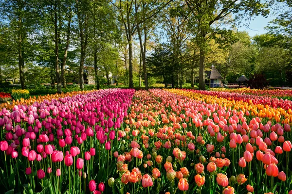 Bloeiende tulpen flowerbed in bloementuin Keukenhof, Nederland — Stockfoto