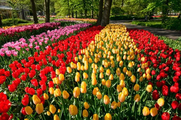 Flor tulipas canteiro de flores em Keukenhof jardim de flores, Países Baixos — Fotografia de Stock