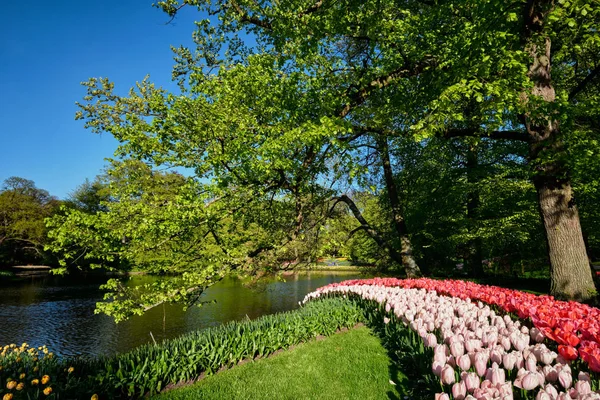 Virágzó tulipánok virágágyások Keukenhof virágoskertben, Netherlanban — Stock Fotó