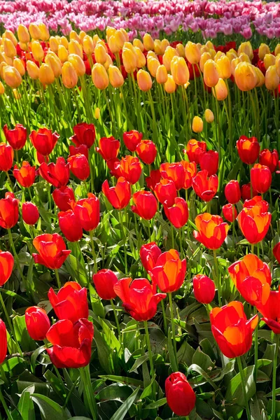 Jardin fleuri de tulipes à Keukenhof, Pays-Bas — Photo