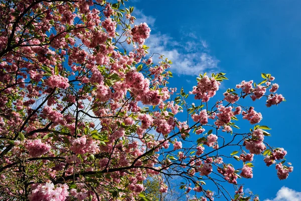 Blommande tulpaner blomsterrabatt i Keukenhof blomsterträdgård, Netherland — Stockfoto