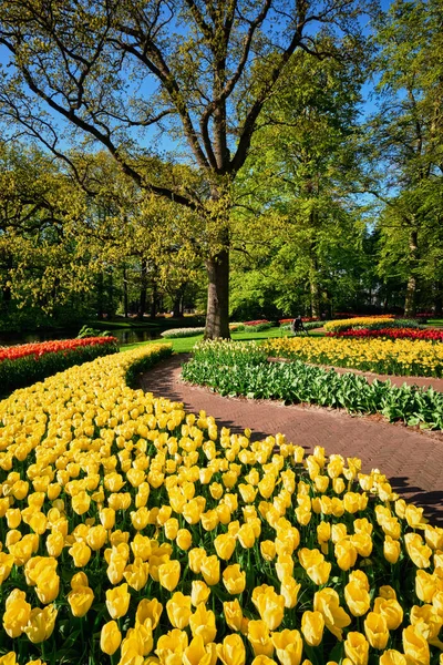 Blooming tulips flowerbeds in Keukenhof flower garden, Netherlan — Stock Photo, Image