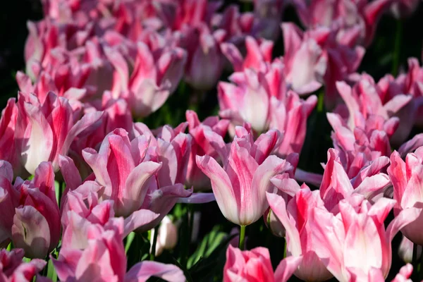 Blooming tulips flowerbed in Keukenhof flower garden, Netherland — Stock Photo, Image