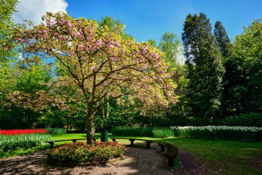 Keukenhof Çiçek Bahçesi, Hollanda çiçek açan ağaç