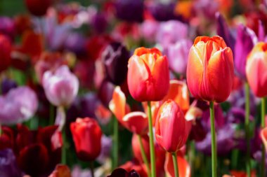 Çiçek açan laleler flowerbed Keukenhof Çiçek bahçesinde, Hollanda