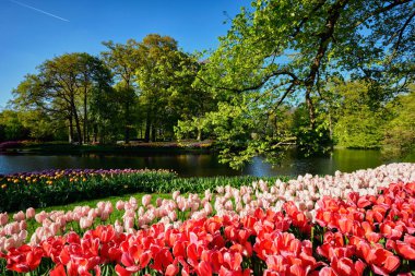 Netherlan, Keukenhof çiçek bahçesinde çiçek açan laleler.