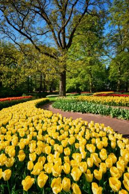 Netherlan, Keukenhof çiçek bahçesinde çiçek açan laleler.