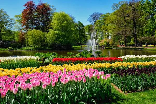 Kvetoucí tulipány záhonu Keukenhof květinové zahradě, Holandsko — Stock fotografie