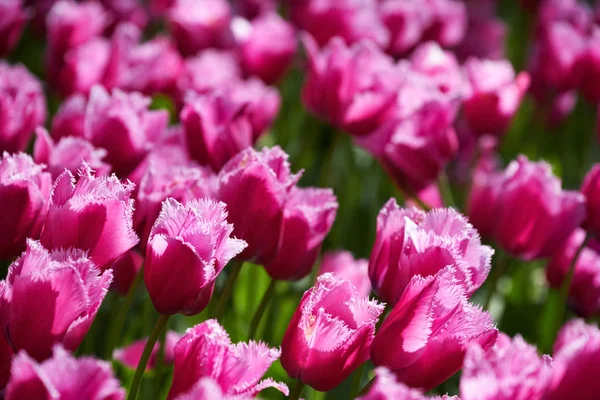 Blooming tulips flowerbed in Keukenhof flower garden, Netherland — Stock Photo, Image