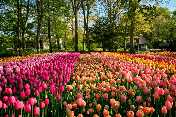 Blühende tulpen blumenbeet im keukenhof blumengarten, Niederlande — Stockfoto