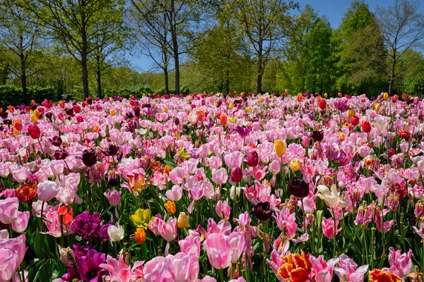 Blühende tulpen blumenbeet im keukenhof blumengarten, Niederlande — Stockfoto