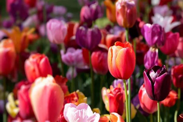 Florecientes tulipanes floridos en Keukenhof jardín de flores, Países Bajos — Foto de Stock