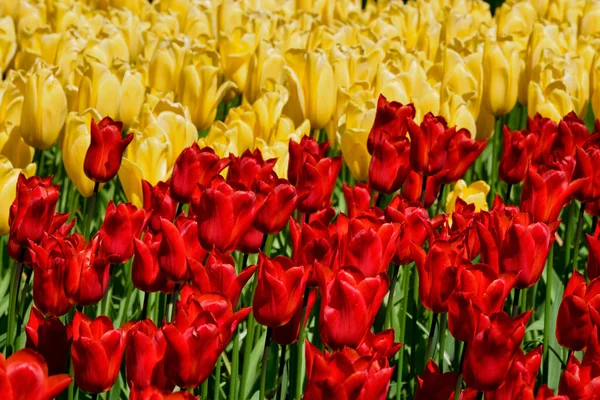 Blooming tulips flowerbed in Keukenhof flower garden, Netherland — Stock Photo, Image