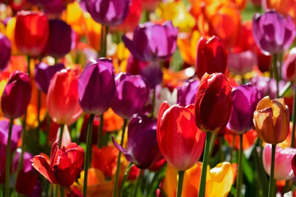 Jardin fleuri de tulipes à Keukenhof, Pays-Bas — Photo
