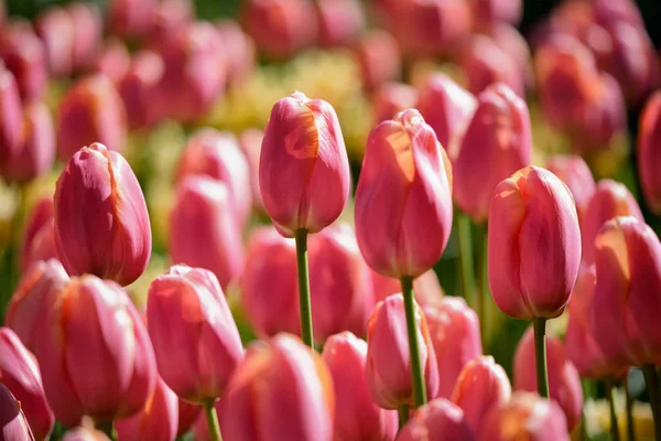 Blommande tulpaner blomsterrabatt i Keukenhof blomsterträdgård, Netherland — Stockfoto
