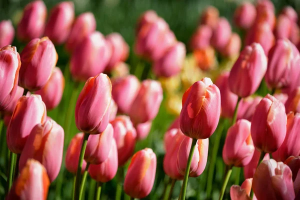 Blooming tulips flowerbed in Keukenhof flower garden, Netherland — Stock Photo, Image