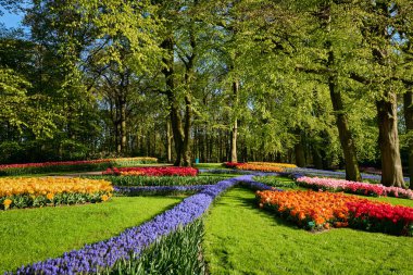 Netherlan, Keukenhof çiçek bahçesinde çiçek açan laleler.
