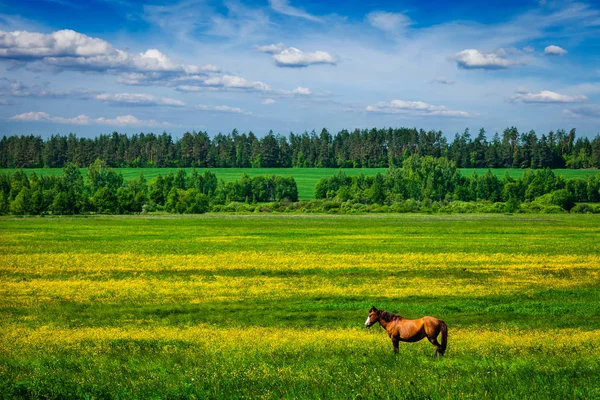 Grüne Landschaft Landschaft mit Pferd — Stockfoto