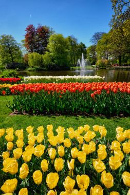 Çiçek açan laleler flowerbed Keukenhof Çiçek bahçesinde, Hollanda