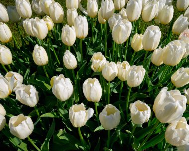 Çiçek açan laleler flowerbed Keukenhof Çiçek bahçesinde, Hollanda