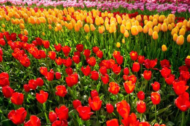 Çiçek açan laleler flowerbed Keukenhof Çiçek bahçesinde, Hollanda