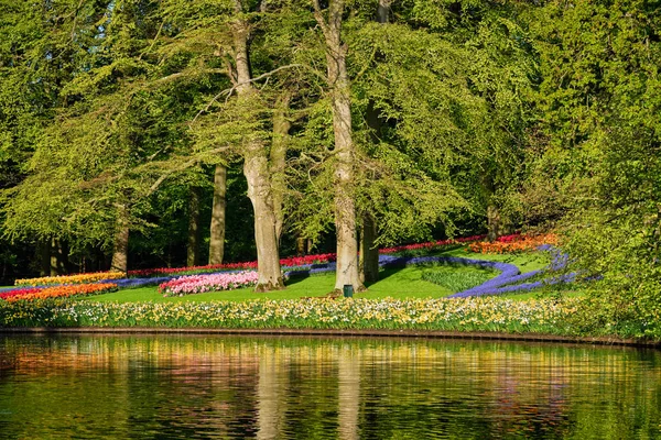 Virágzó tulipánok virágágyások Keukenhof virágoskertben, Netherlanban — Stock Fotó