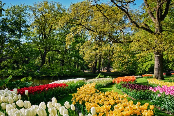 Netherlan, Keukenhof çiçek bahçesinde çiçek açan laleler.