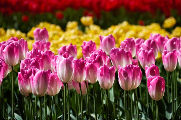 Blooming tulips flowerbed in Keukenhof flower garden, Netherland — Stock Photo, Image