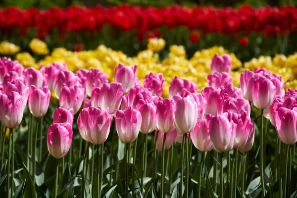 Blooming tulips flowerbed in Keukenhof flower garden, Netherland — Stock Photo, Image