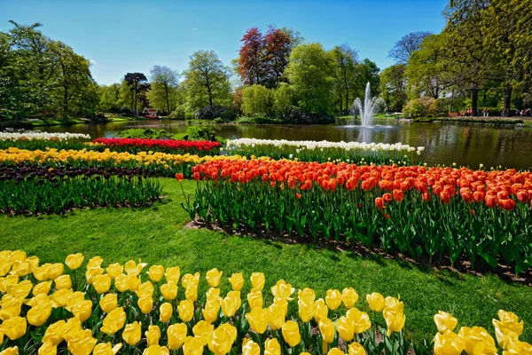 Kvetoucí tulipány záhonu Keukenhof květinové zahradě, Holandsko — Stock fotografie