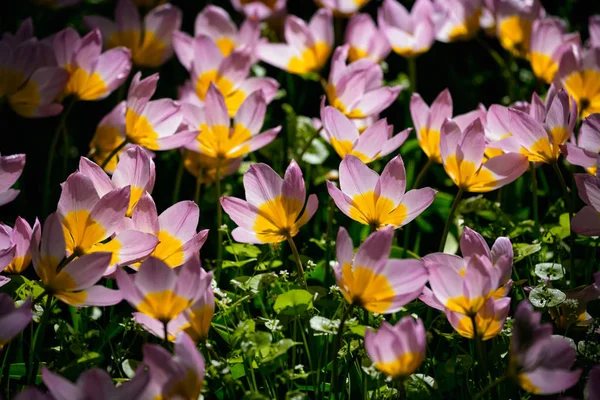 Blommande tulpaner blomsterrabatt i Keukenhof blomsterträdgård, Netherland — Stockfoto