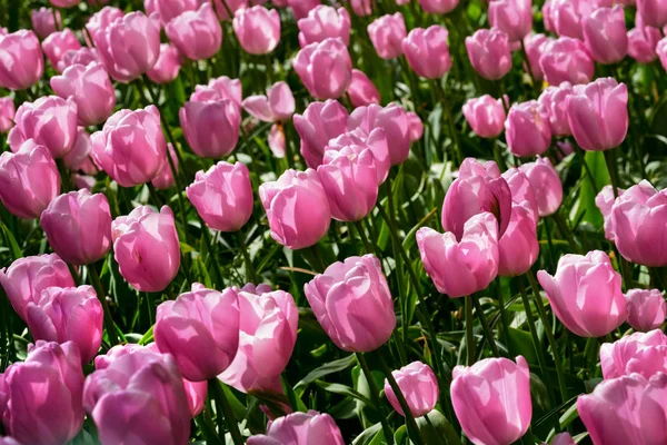 Blooming tulips flowerbed in Keukenhof flower garden, Netherland — Stock Photo, Image