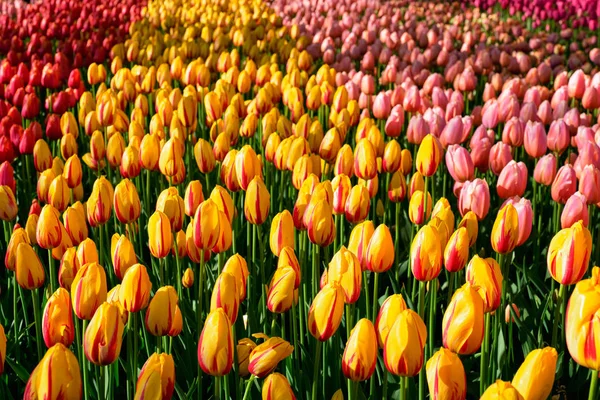 Blooming tulips flowerbed in Keukenhof flower garden, Netherland — Stock Photo, Image