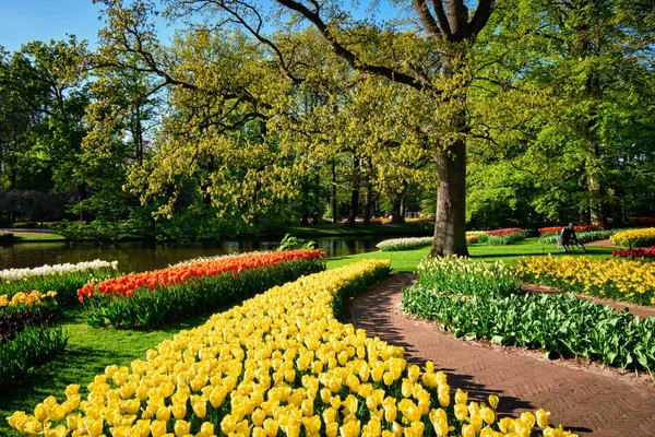 Blommande tulpaner rabatter i Keukenhof blomsterträdgård, Nederländerna — Stockfoto