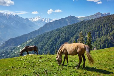 Dağlardaki atlar. Himachal Pradesh, Hindistan