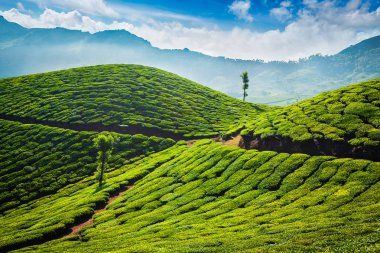 Çay tarlaları. Munnar, Kerala