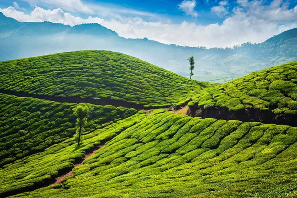 Plantações de chá. Munnar, Kerala — Fotografia de Stock