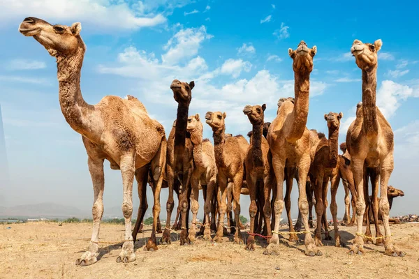 Camellos en la Feria de Camellos Pushkar Mela Pushkar, India —  Fotos de Stock