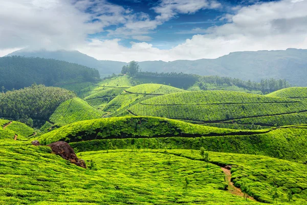 Tea ültetvényeket, India — Stock Fotó