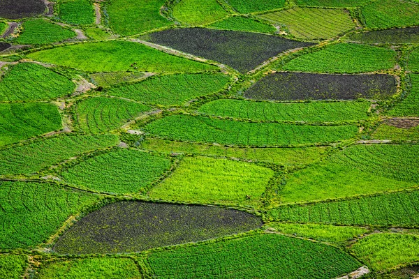 Groene velden dicht omhoog, India — Stockfoto